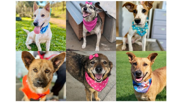 Foto notícia Conheça alguns animais que estarão na Campanha Me AUdote neste sábado